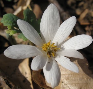 The hillside of Sanguinaria canadensis, Pennypackpark, Philadelphia