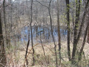 The seasonal pond of the Bocce Court Woods, Cobbs Creek Park, Philadelphia Pennsylvania