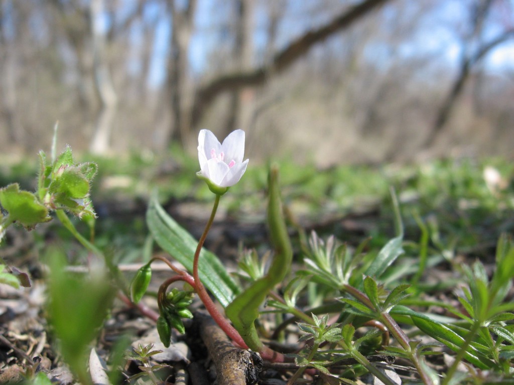  Spring beauty blooms.  Bocce Woods, Cobbs Creeek Park, West Philadelphia 