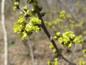  Spicebush in bloom, Bocce Woods, Cobbs Creek Park, West Philadelphia