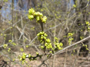  Spicebush in bloom, Bocce Woods, Cobbs Creek Park, West Philadelphia
