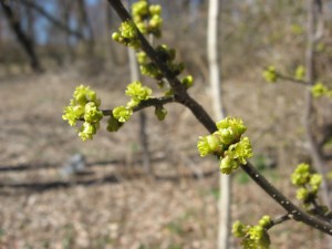  Spicebush in bloom, Bocce Woods, Cobbs Creek Park, West Philadelphia