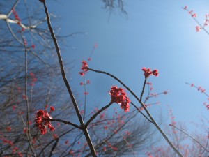 Red Maple, Bocce Woods, Cobbs Creek Park, West Philadelphia