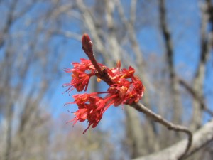 Red Maple blossom - near the seasonal pond of the Bocce Court Woods, Cobbs Creek Park, Philadelphia Pennsylvania