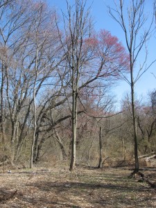 Red Maple, Bocce Woods, Cobbs Creek Park, West Philadelphia