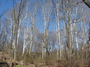 Sycamores - The seasonal pond of the Bocce Court Woods, Cobbs Creek Park, Philadelphia Pennsylvania