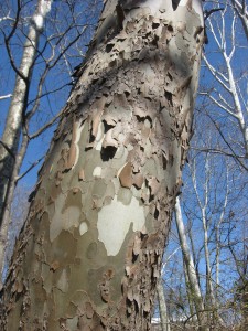 Platanus occidentalis, American sycamore, Bocce Woods, Cobbs Creek Park, Philadelphia Pennsylvania