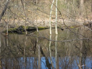   Sycamore, Bocce Woods, Cobbs Creek Park, West Philadelphia