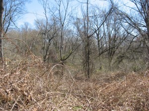   Canopy failure, Bocce Woods, Cobbs Creek Park, West Philadelphia