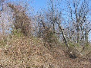 Canopy failure, Bocce Woods, Cobbs Creek Park, West Philadelphia