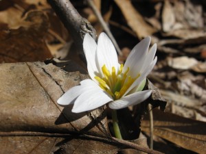 Bloodroot, Bocce Woods, Cobbs Creek Park, West Philadelphia