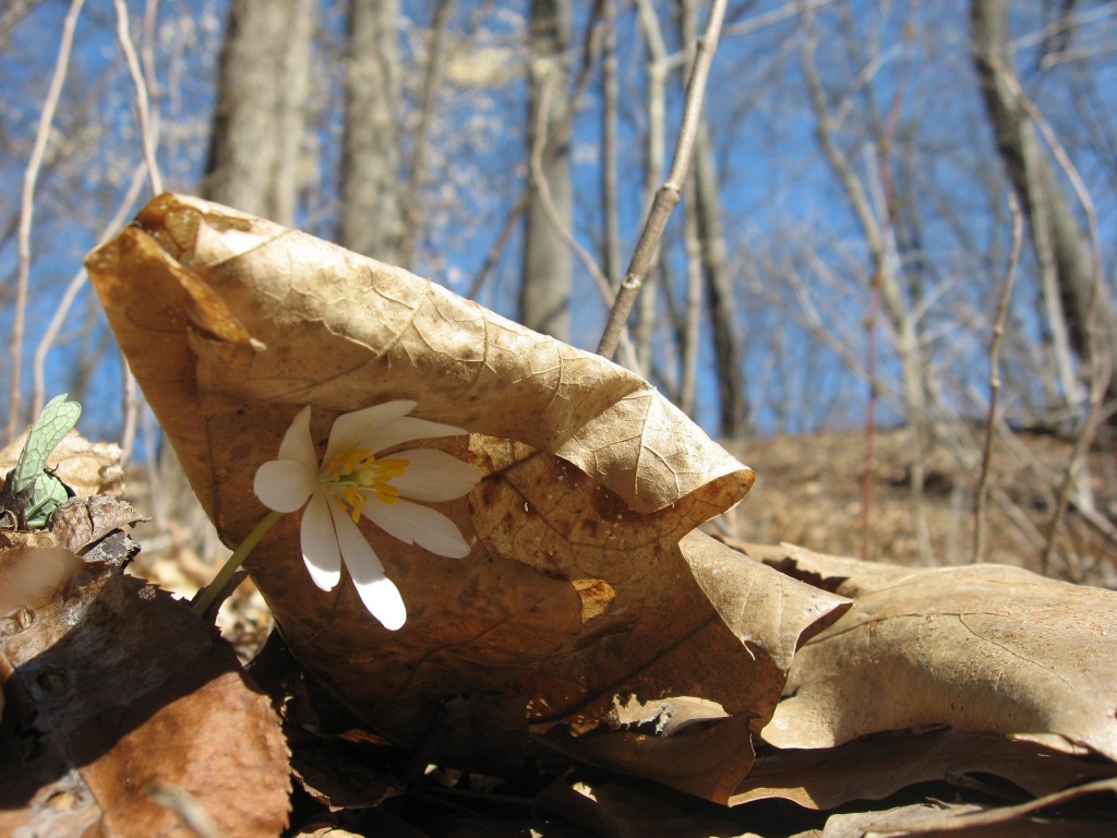 Bloodroot flower blooms under protection of the leaf litter.  Bocce Woods, Cobbs Creeek Park, West Philadelphia 