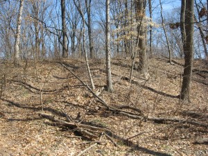 Bloodroot grows in this high quality woods, Bocce Woods, Cobbs Creek Park, West Philadelphia