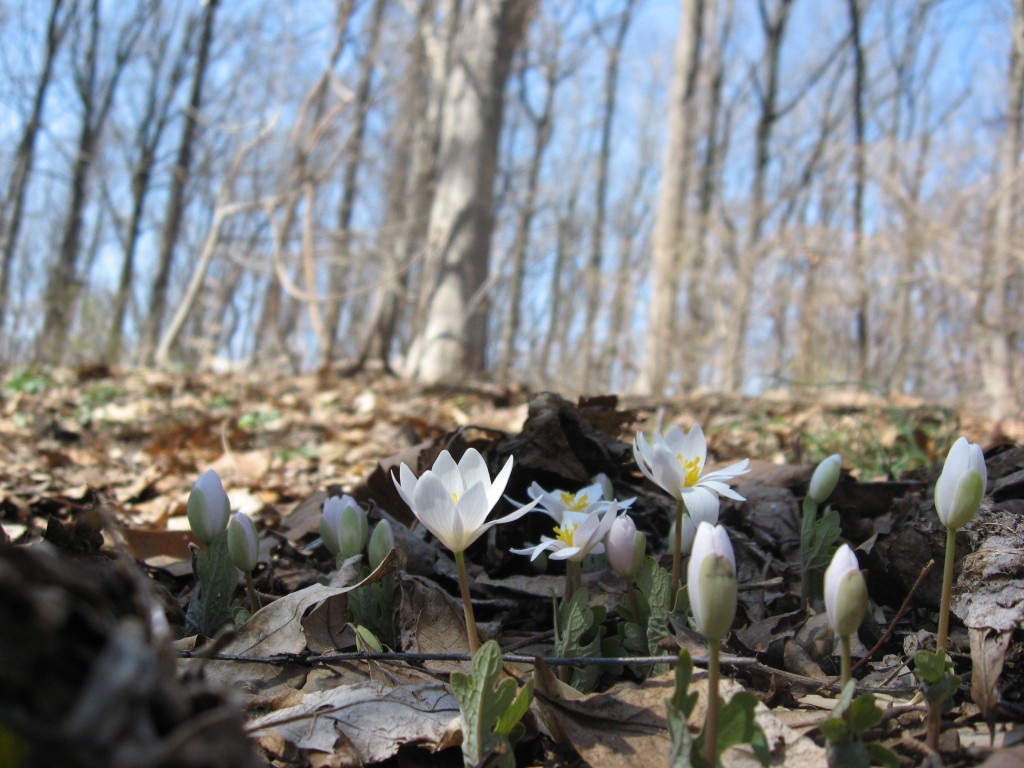 Bloodroot blooms in Morris Park, Philadelphia pa