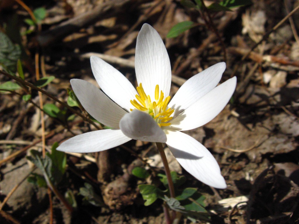 Bloodroot blooms in Morris Park, Philadelphia pa