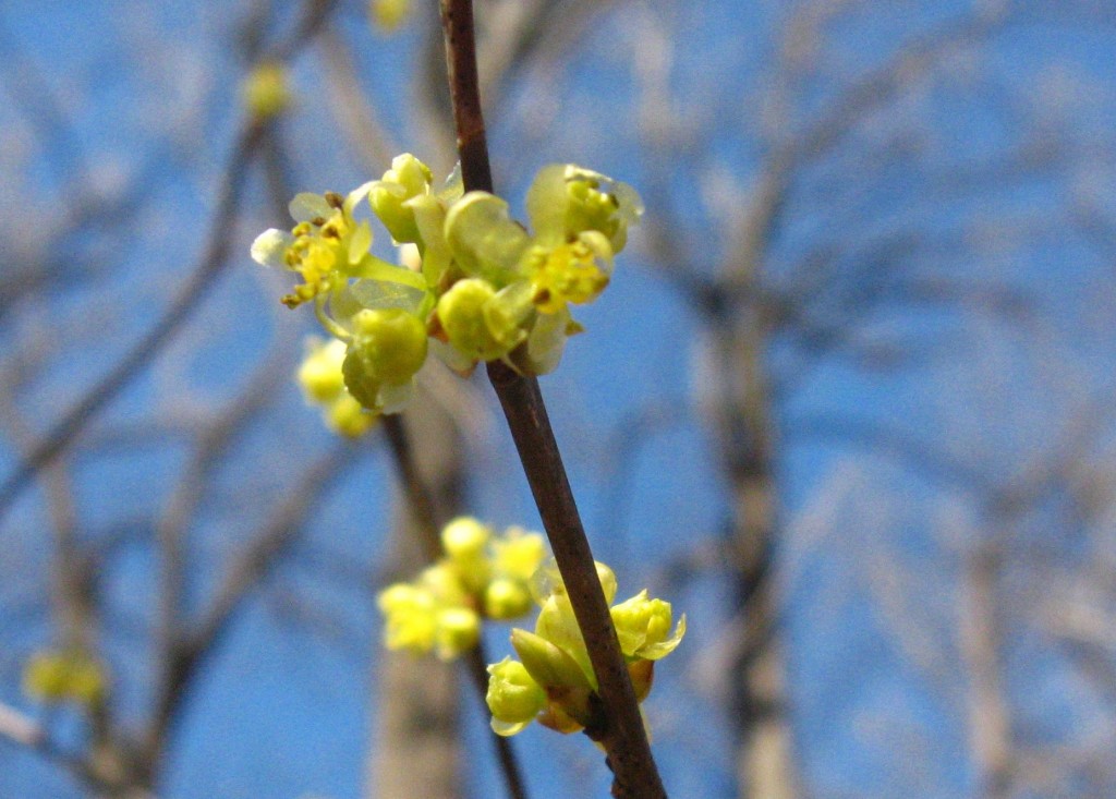  Spicebush blooms in Morris Park, Philadelphia pa