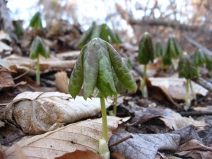 Mayapples emerge from the earth, West Fairmount  Park, Philadelphia Pa