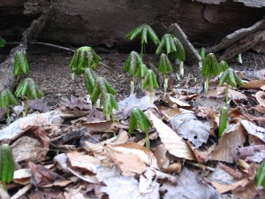  A colony of Mayapples emerge from the earth, West Fairmount  Park, Philadelphia Pa