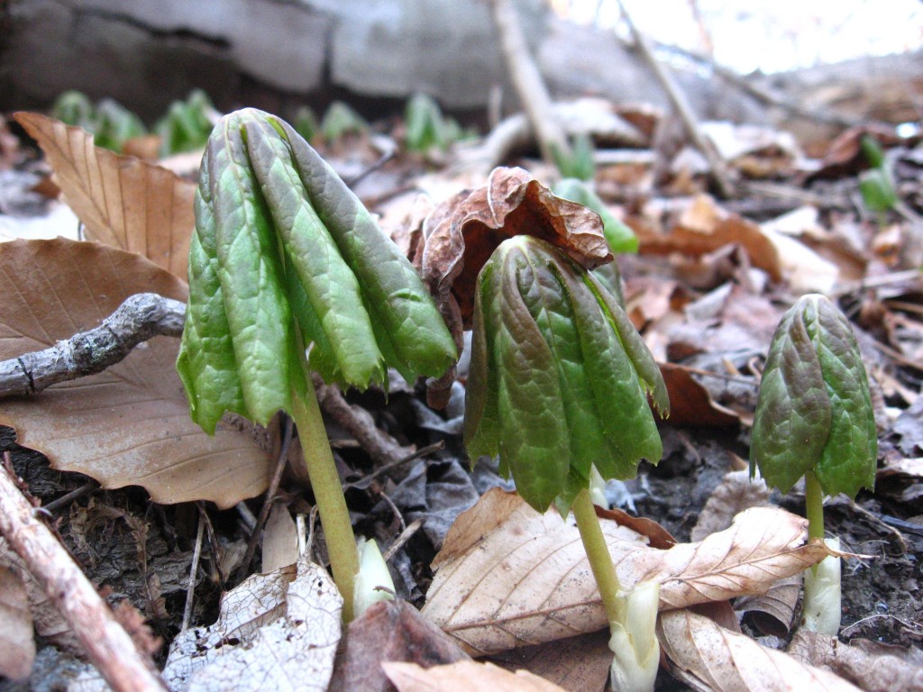 Mayapples emerge from the earth, West Fairmount Park, Philadelphia Pa