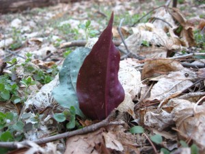 Cranefly Orchid waits its turn to bloom, West Fairmount Park, Philadelphia Pa