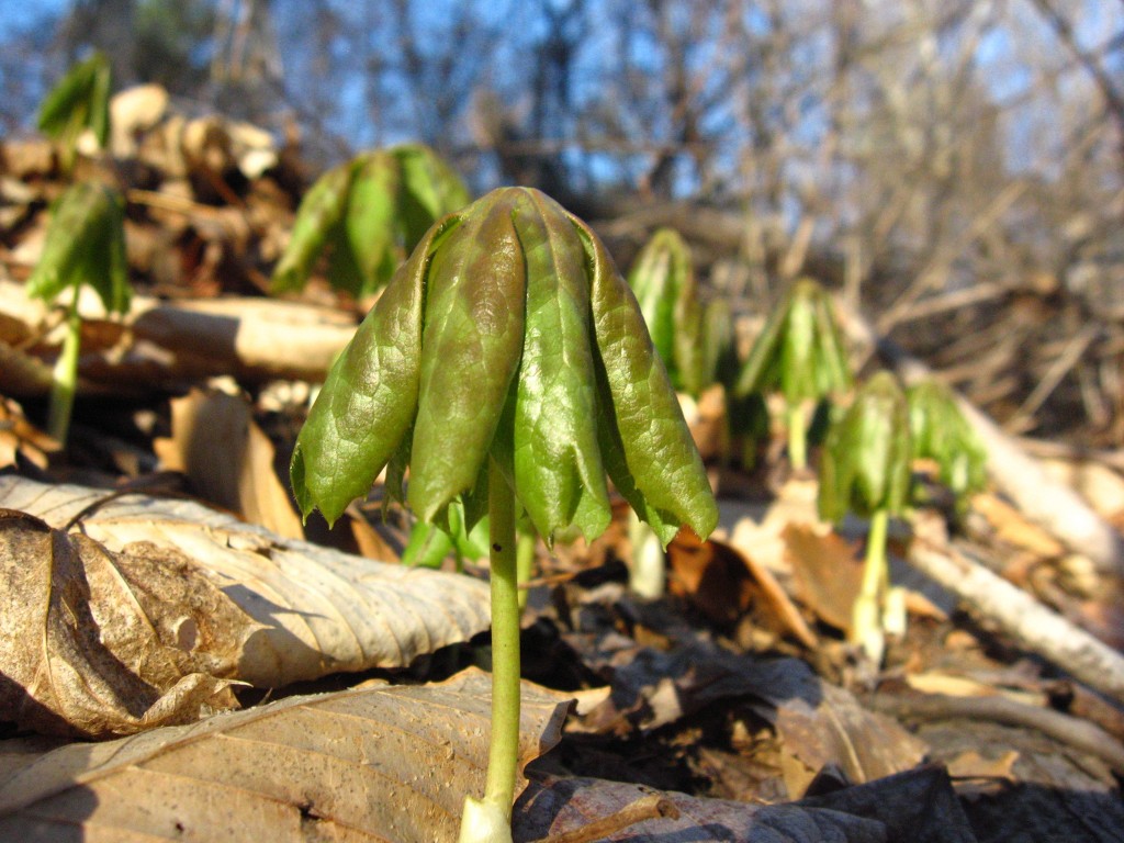 Mayapples emerge from the earth, West Fairmount Park, Philadelphia