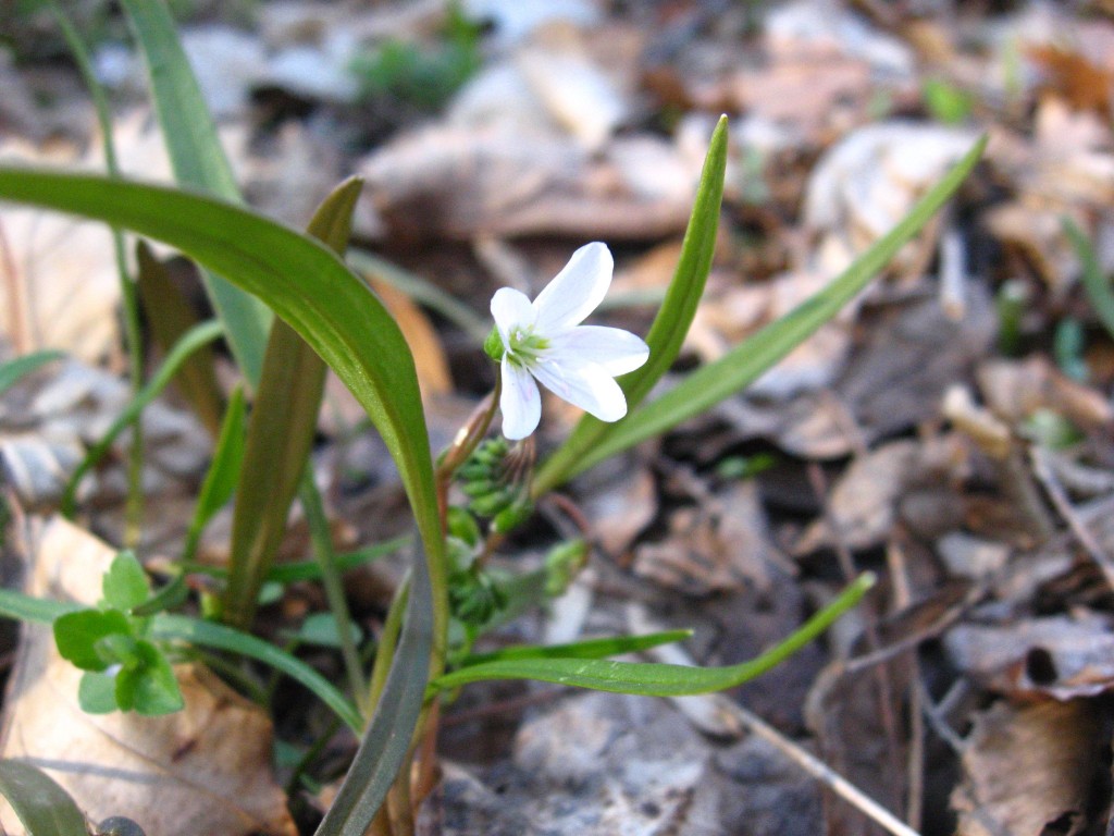 Spring beauty emerges from the earth, West Fairmount Park, Philadelphia