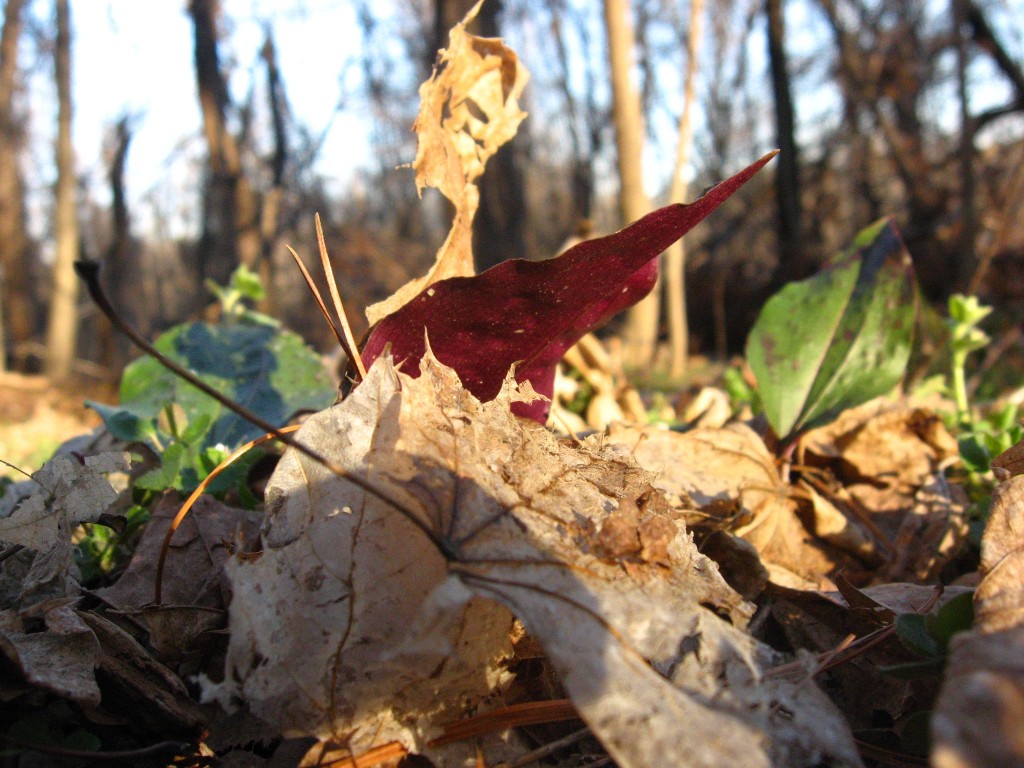  Cranefly orchid, the bottom of the overwintering leaf, West Fairmount Park, Philadelphia