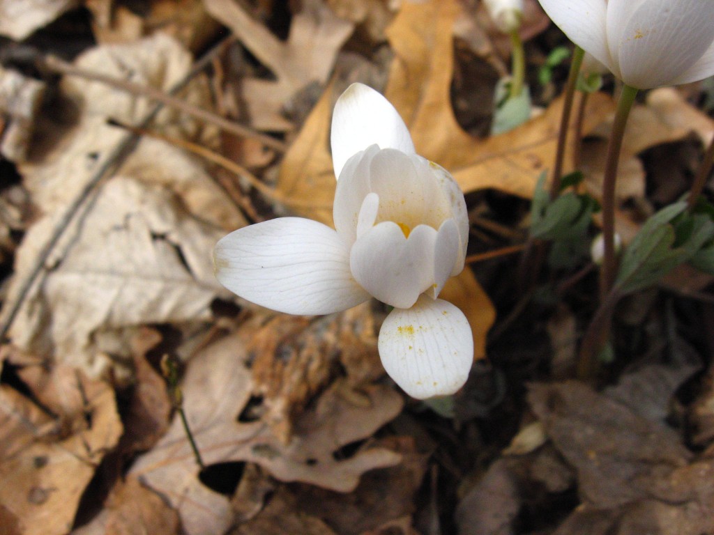 Bloodroot, Morris Park, Philadelphia