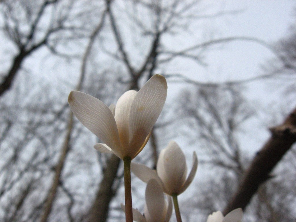 Bloodroot, Morris Park, Philadelphia