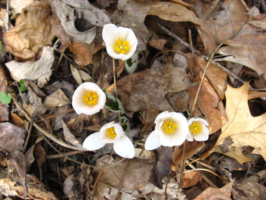 Bloodroot, Morris Park, Philadelphia