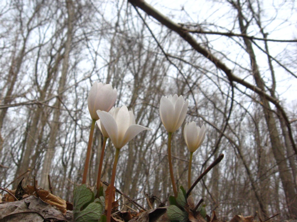 Bloodroot, Morris Park, Philadelphia