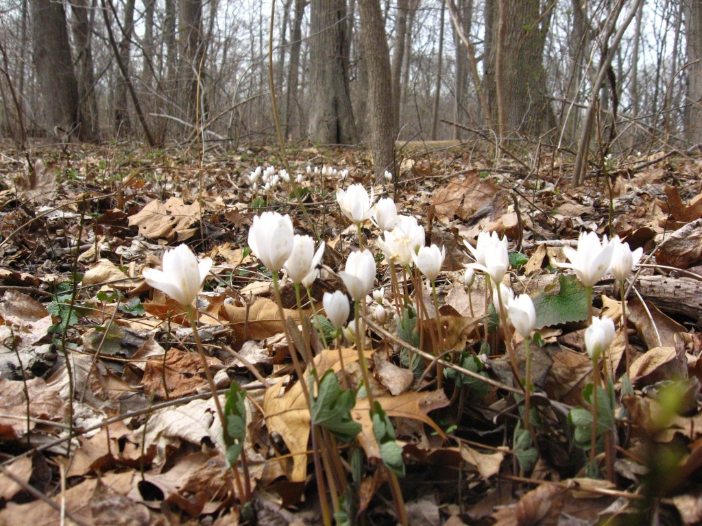 Bloodroot, Morris Park, Philadelphia