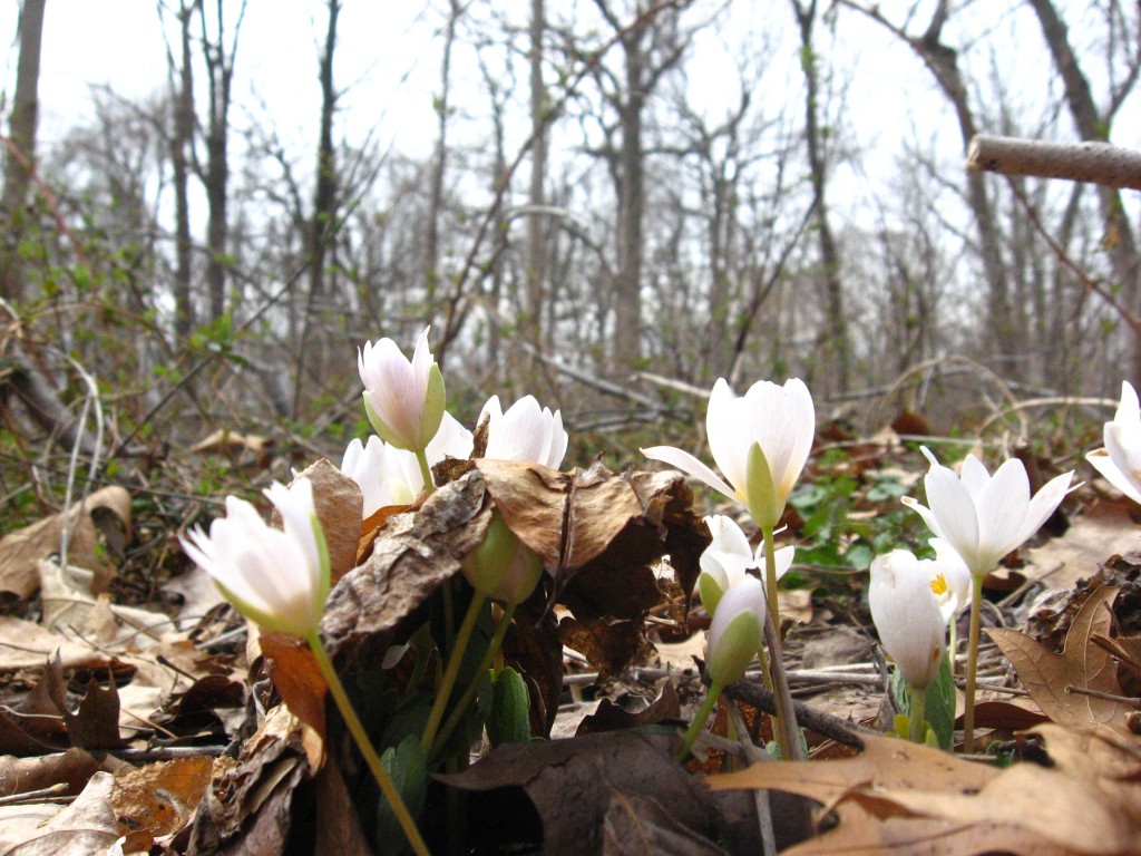 Bloodroot, Morris Park, Philadelphia