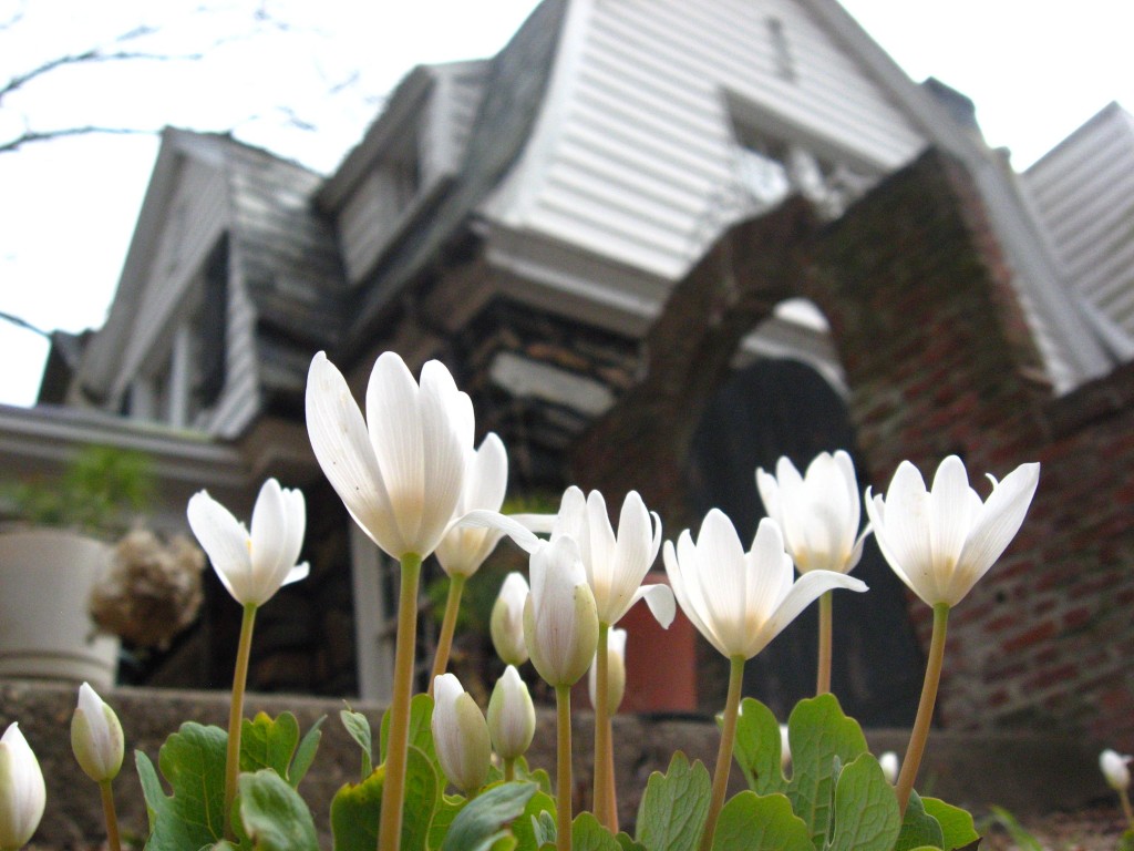 Bloodroot, Morris Park Road, Philadelphia