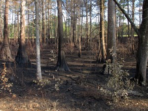 Cypress in a prescribed burn 