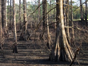 Cypress in a prescribed burn 