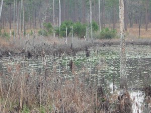 Near Thomasville, Georgia