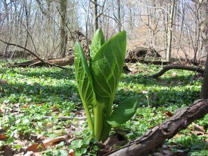 status update of skunk cabbage March 19, 2011