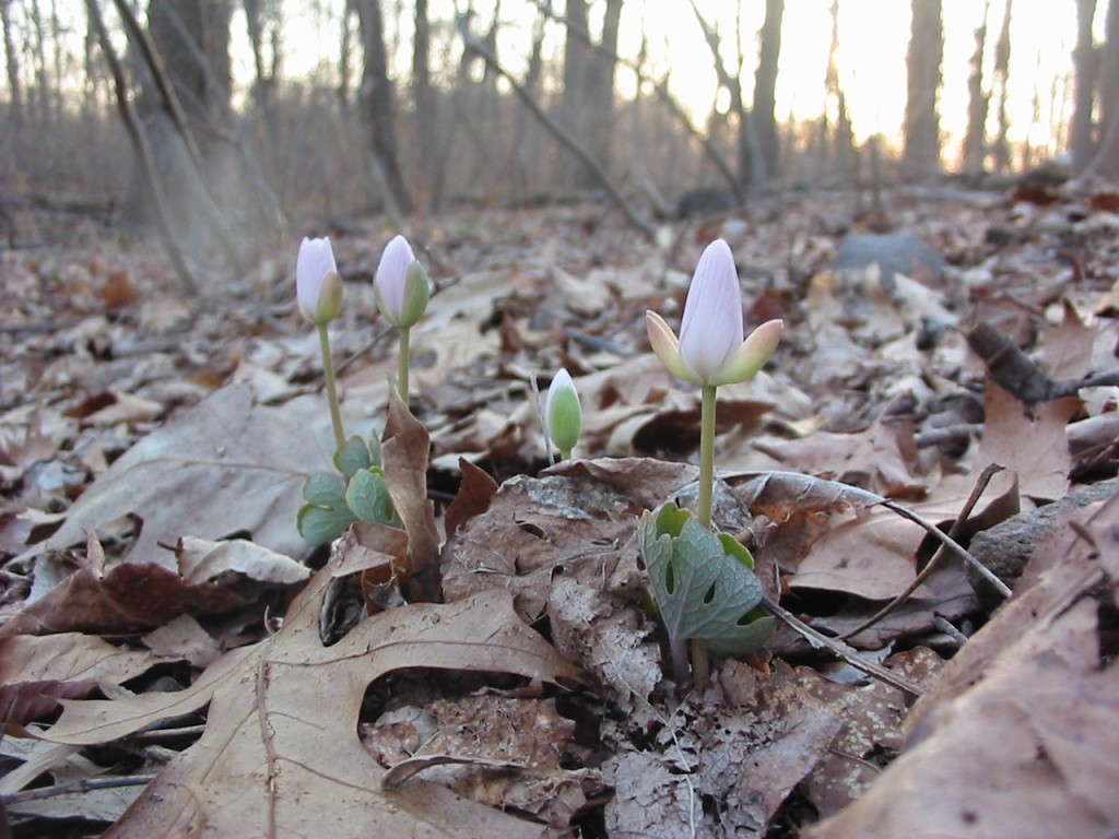 Bloodroot about to bloom, Morris Park, Philadelphia PA