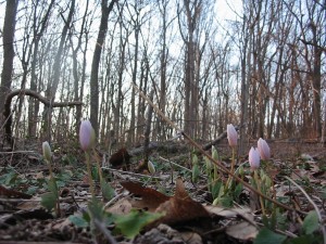 Bloodroot about to bloom, Morris Park, Philadelphia PA