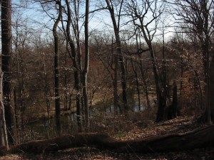 The hillside near the Pennypack Park Environmental Center