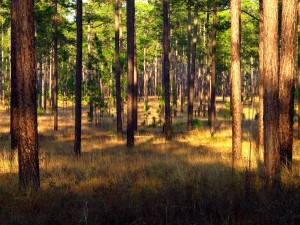 T-ville-pine-forest-typical before a prescribed burn, Photo courtesy of Mark Daniel