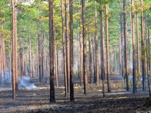 T-ville-pine-forest-typical-prescribed-burn, the 'after' photo, courtesy of Mark Daniel