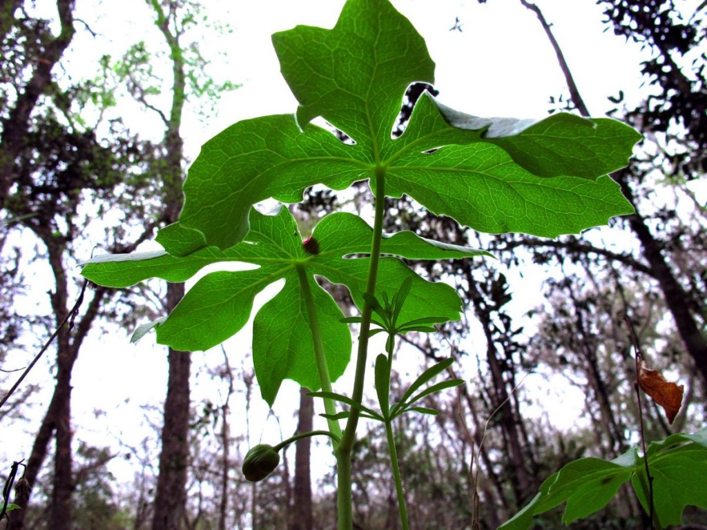 Podophyllum peltatum preparing to flower. Photo by Mark Daniel