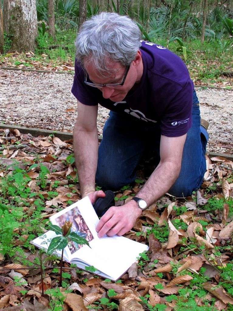    The on-site key, provided by the book trilliums by Frederick W. Case and Roberta B. Case was helpful in identifying this specimen of Trillium decipiens. Photo by our host Mark Daniel