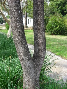 Dogwood in cultivation, A street tree in Thomasville Georgia