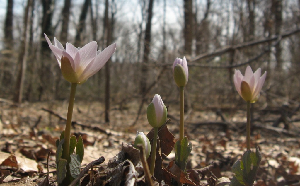 Sanguinaria canadensis (Bloodroot) blooms in Morris Park