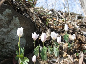 Sanguinaria canadensis, blooming Bloodroot in Pennypack Park, march 20th, 2011