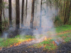 prescribed-burn-2, Thomasville, Georgia 