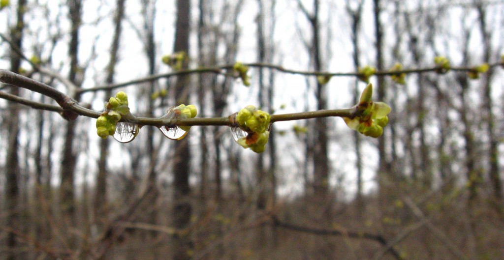 Spicebush in Morris Park, Philadelphia Spicebush in Morris Park, Philadelphia